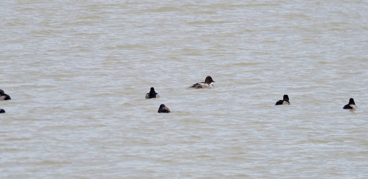 Ring-necked Duck - ML646305846