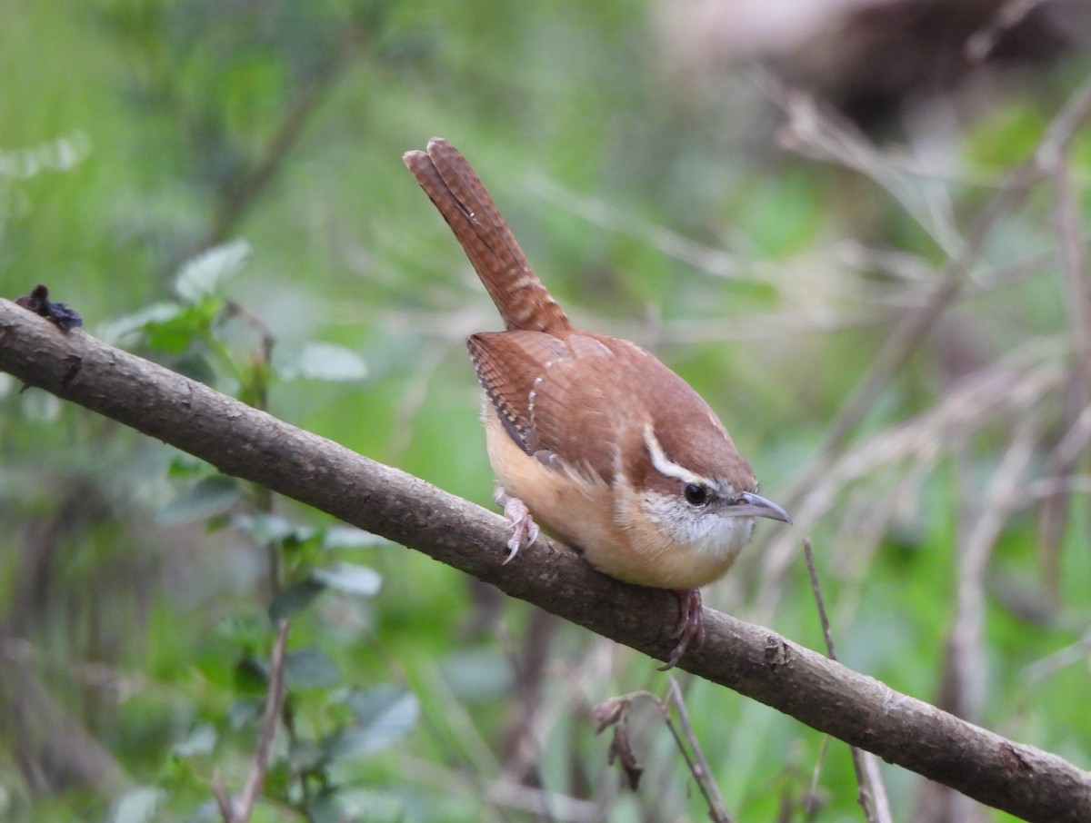 チャバラマユミソサザイ - ML646305859