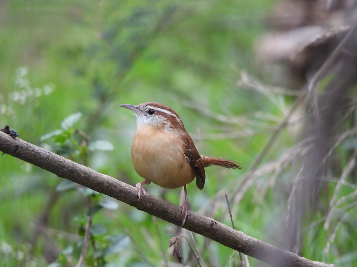 チャバラマユミソサザイ - ML646305860