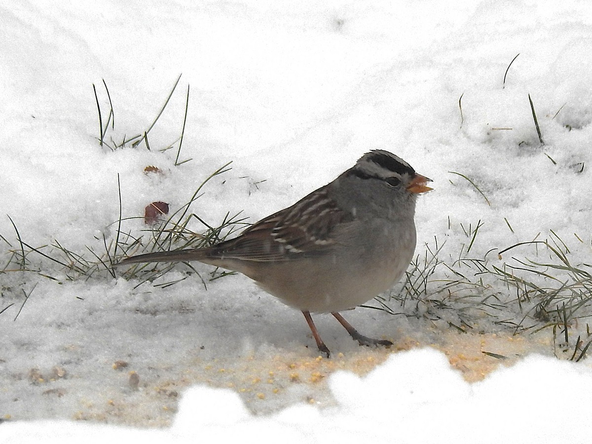 White-crowned Sparrow - ML646305861