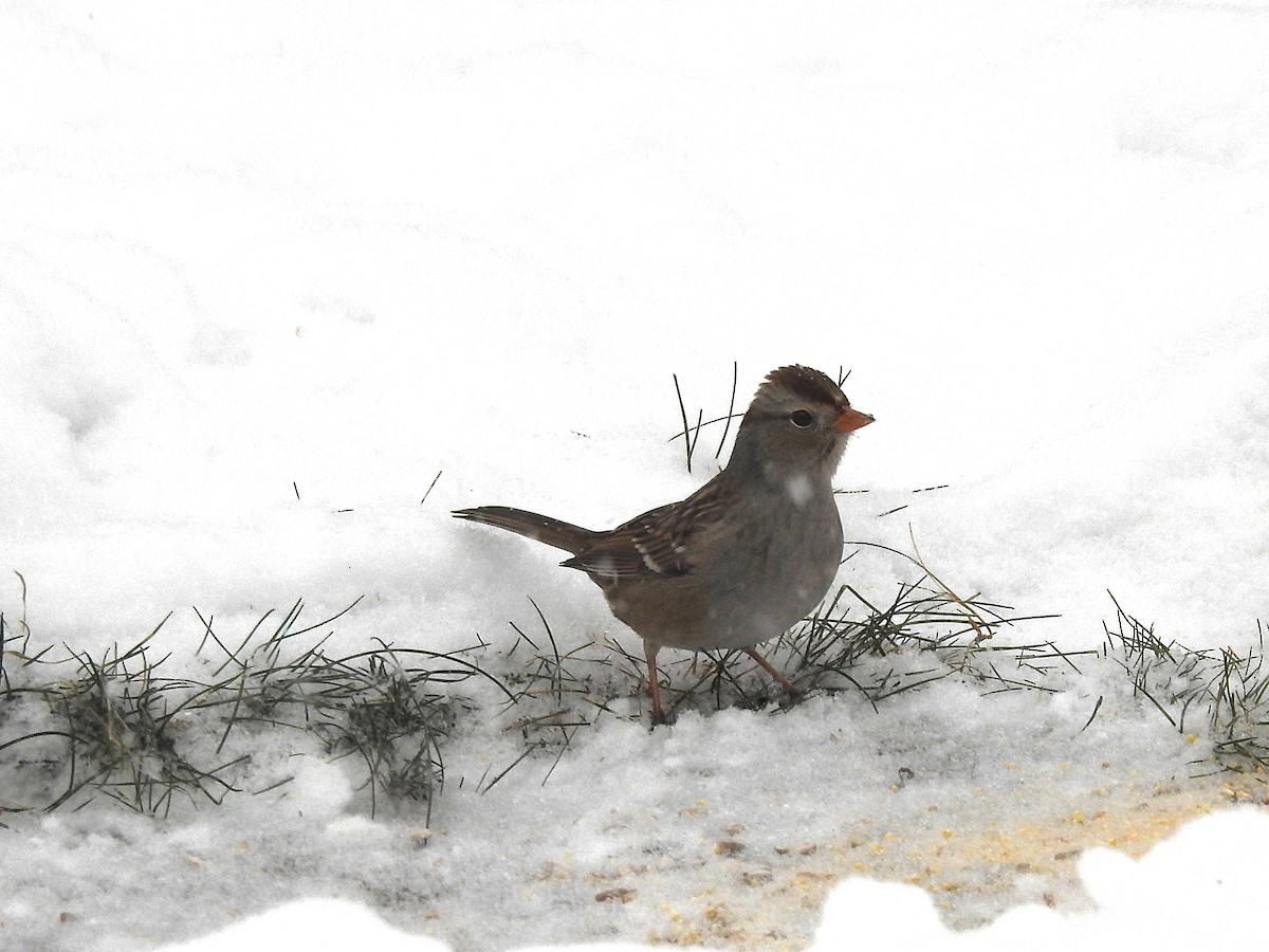 White-crowned Sparrow - ML646305863