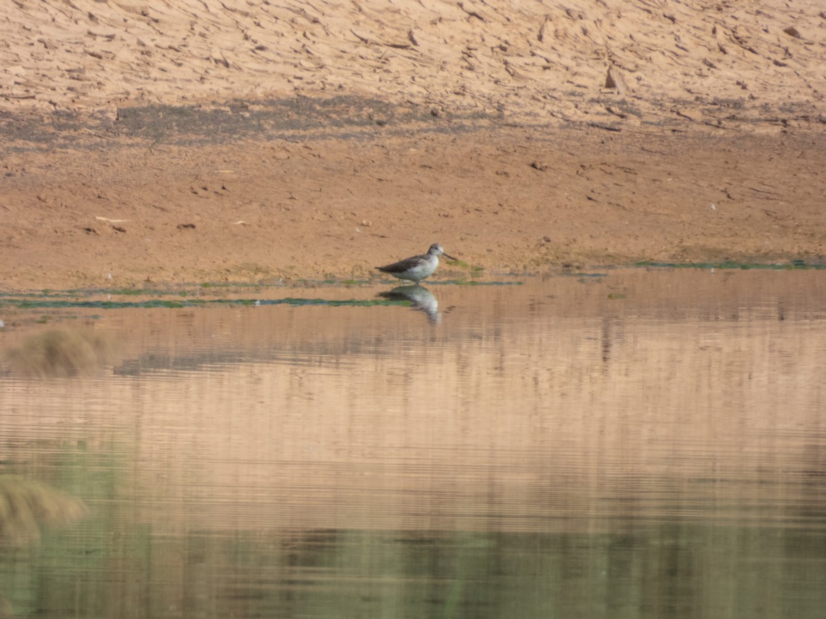 Common Greenshank - ML646305864