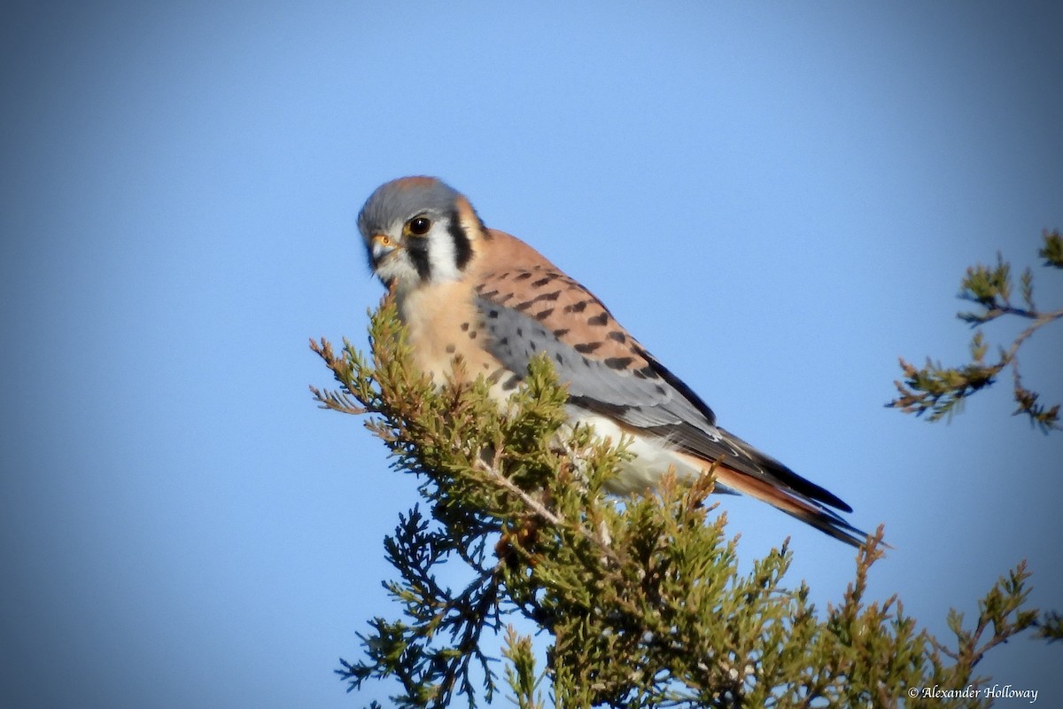 Buntfalke - ML646305865