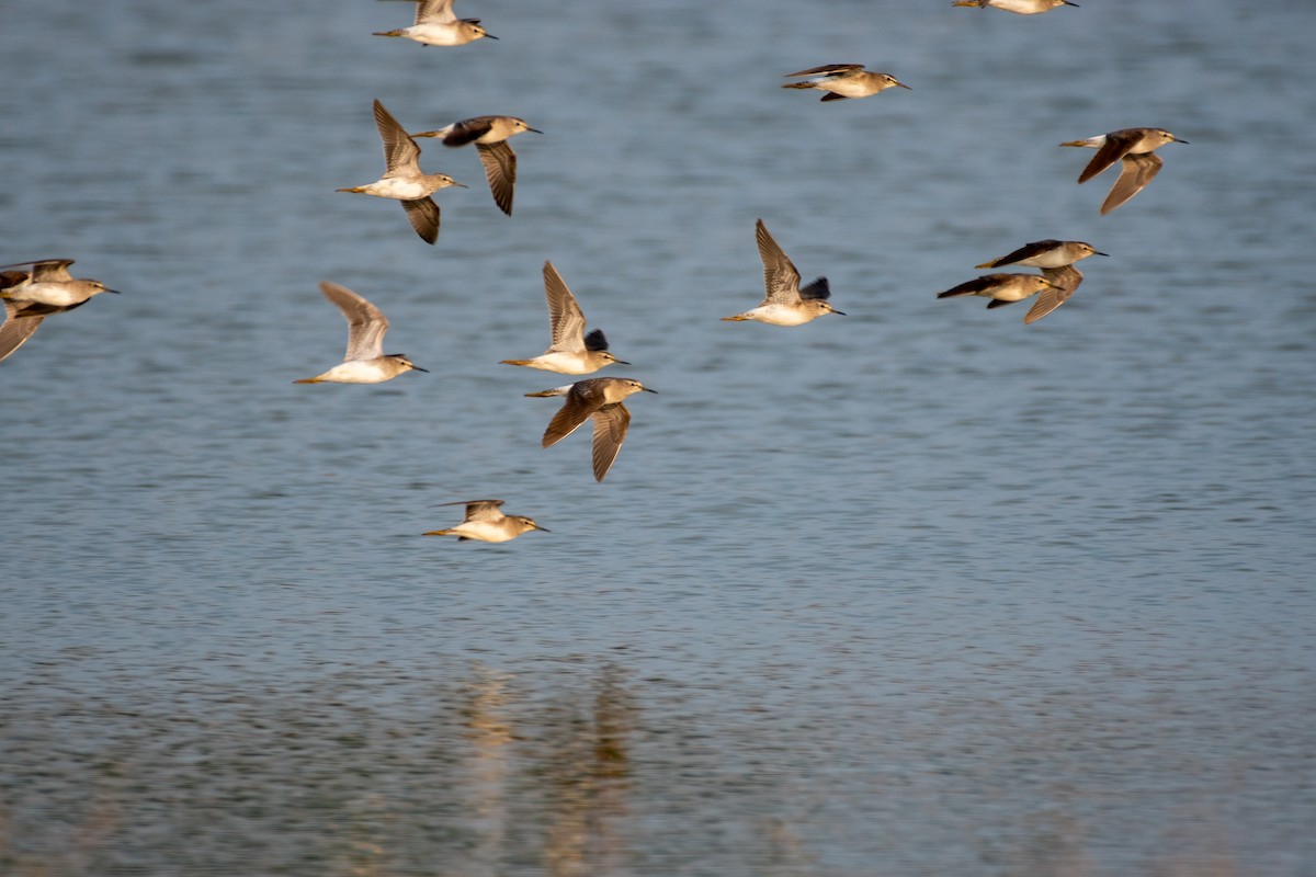 vodouš bahenní - ML646305869