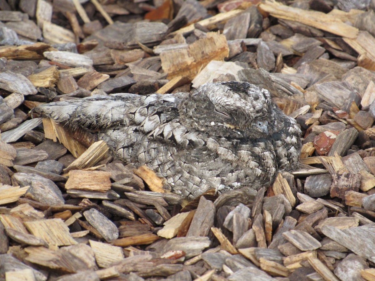 Common Poorwill - ML646305873