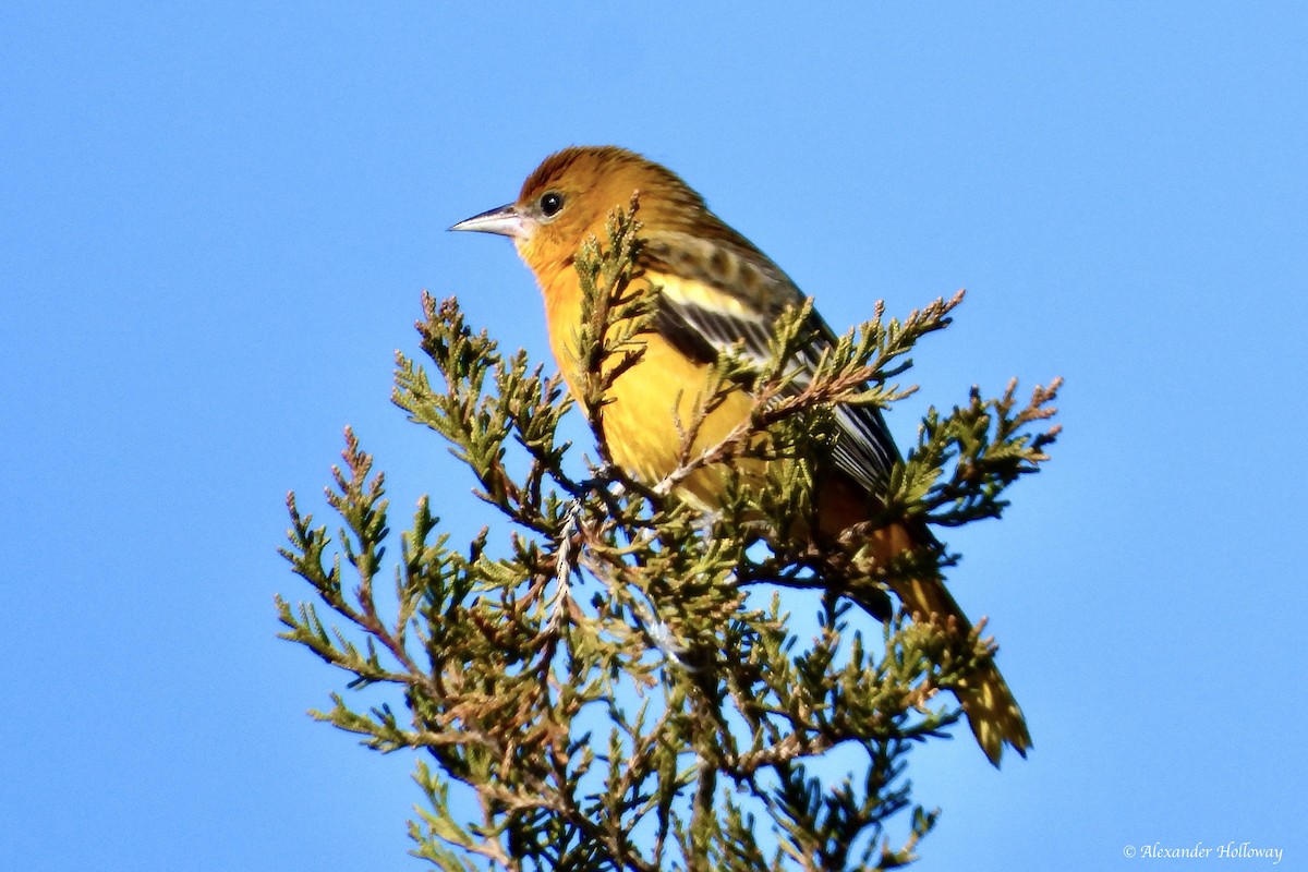 Балтиморский трупиал - ML646305874