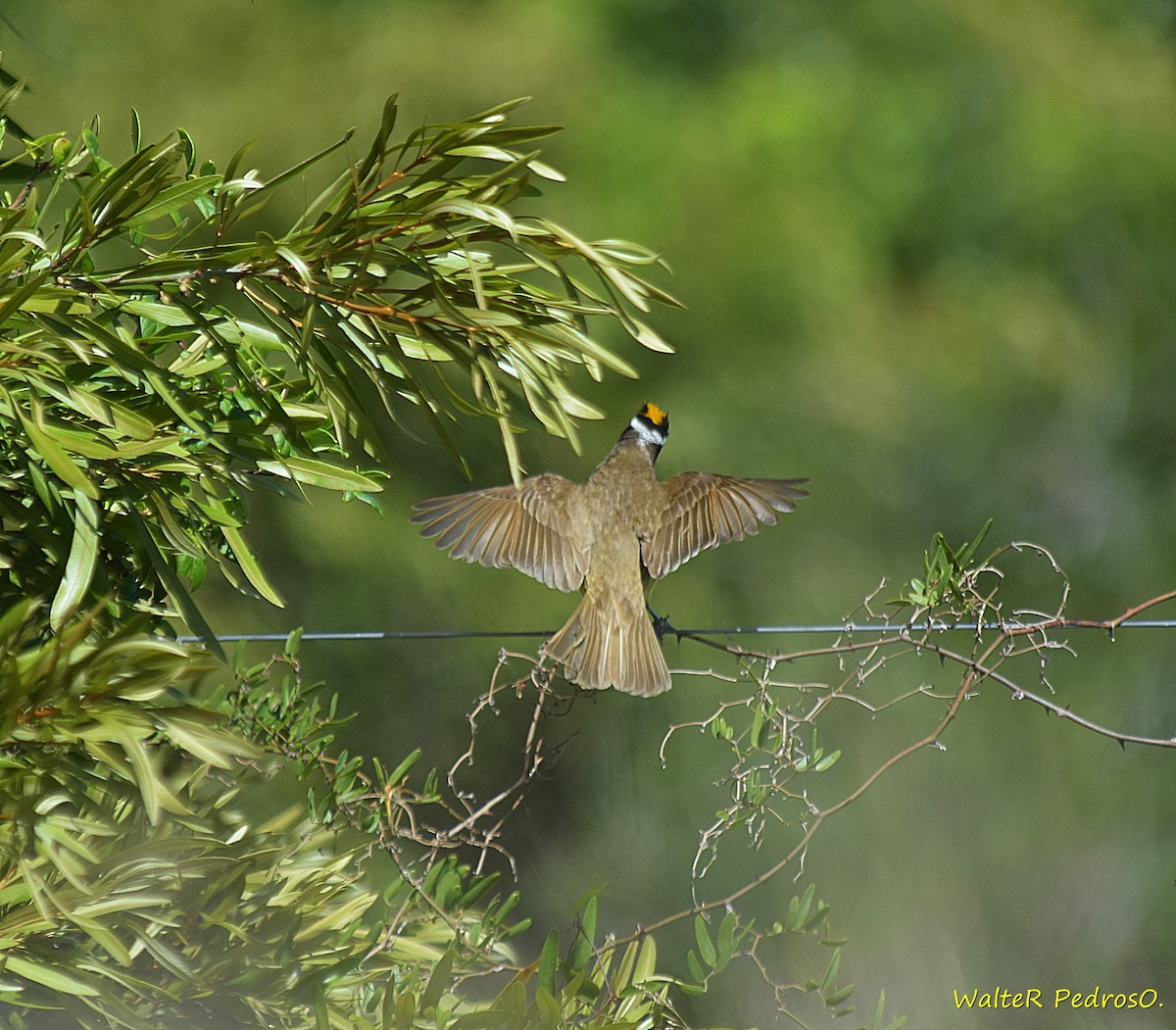 Great Kiskadee - ML646305878