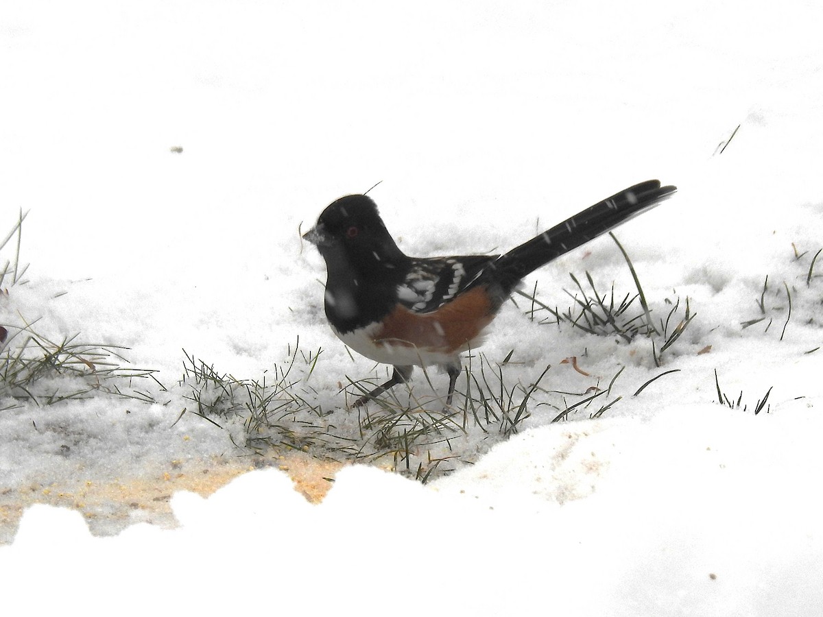 Spotted Towhee - ML646305880
