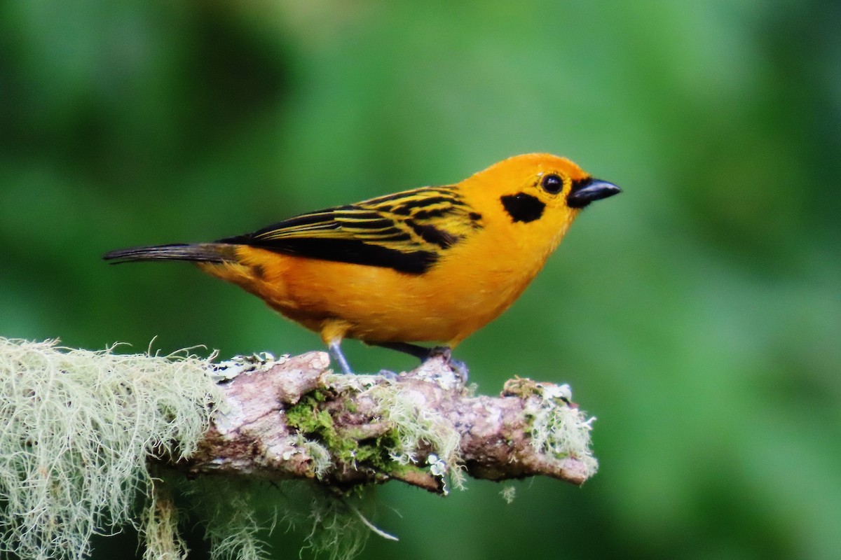 Golden Tanager - ML646305882