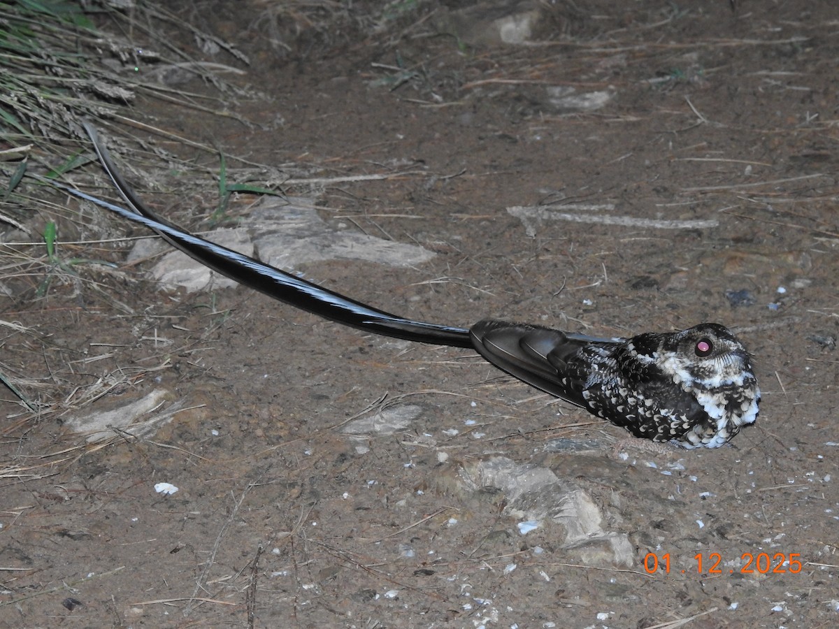 Long-trained Nightjar - ML646305884