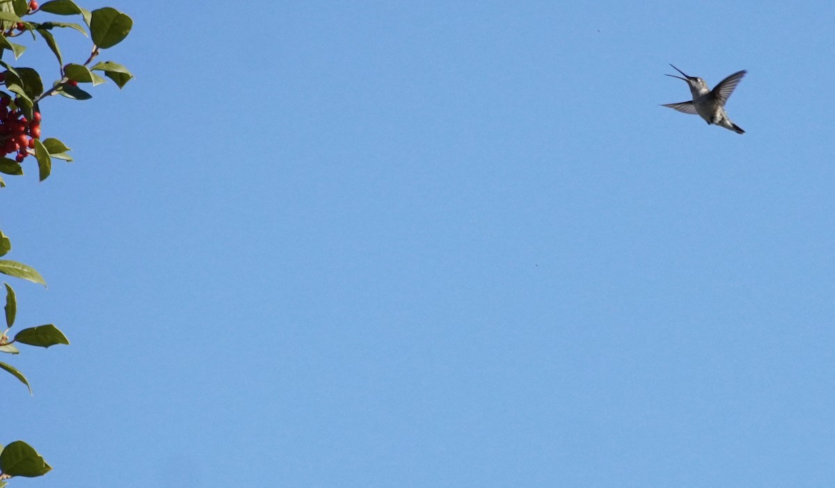 Black-chinned Hummingbird - ML646305886