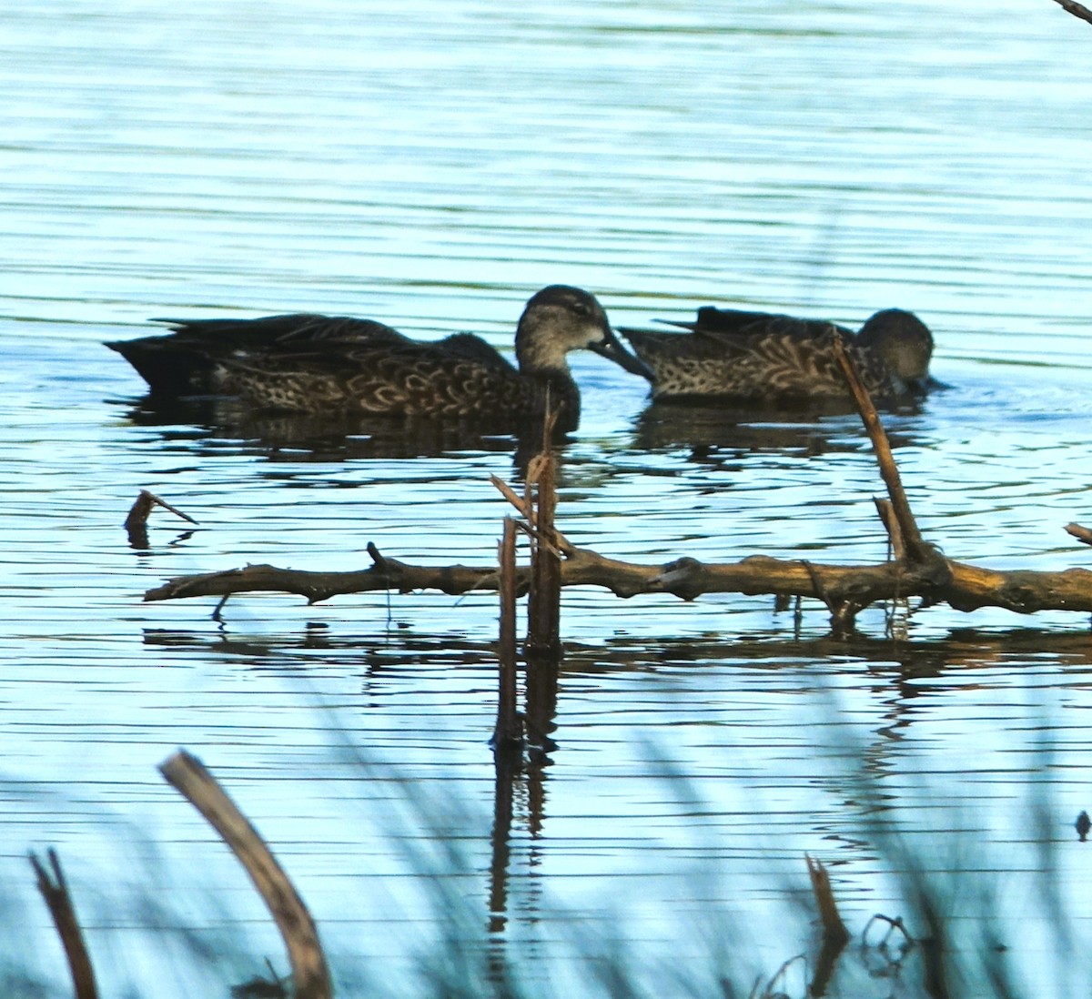 Zertzeta hegalurdina - ML646305893