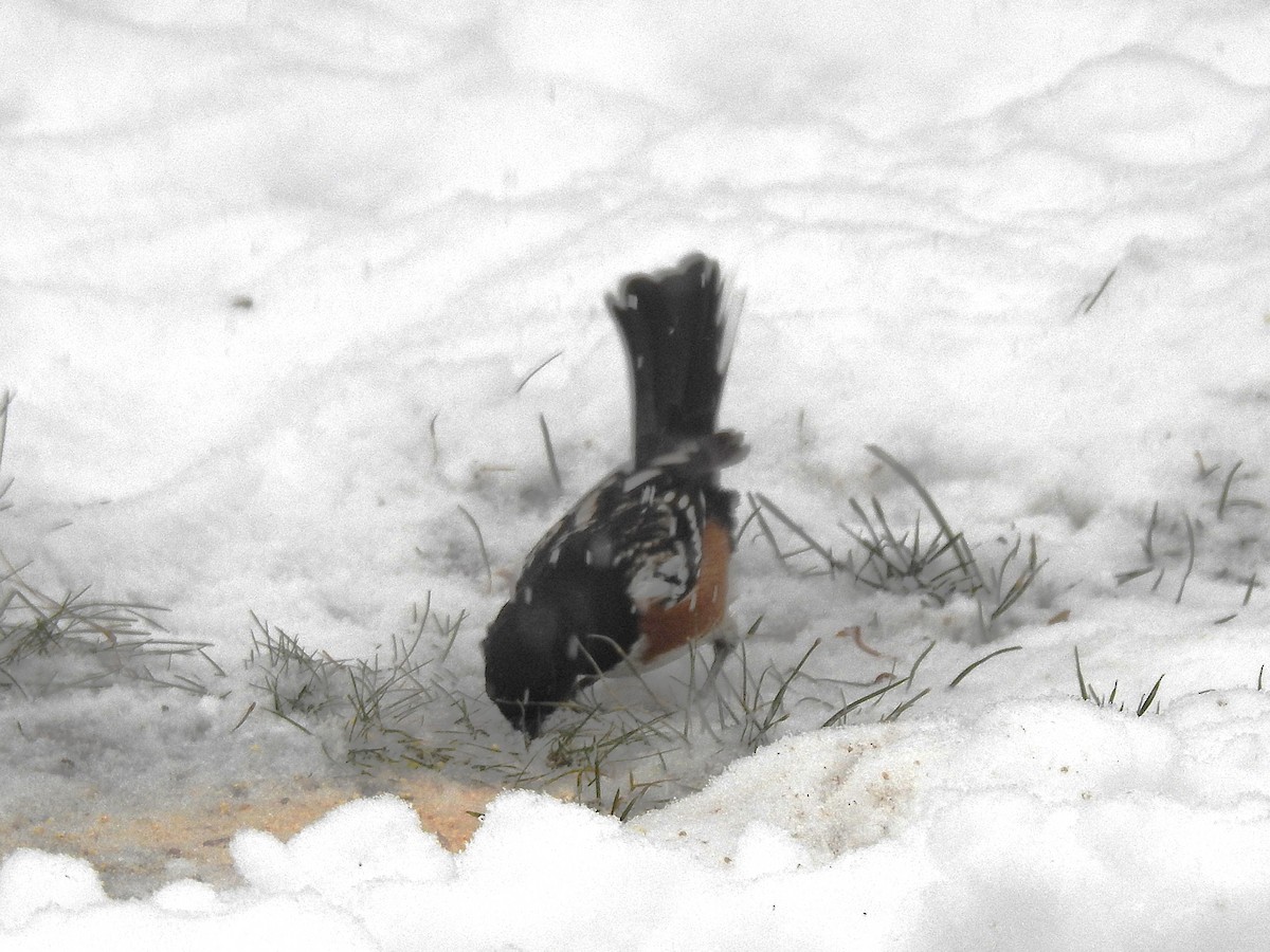 Spotted Towhee - ML646305896