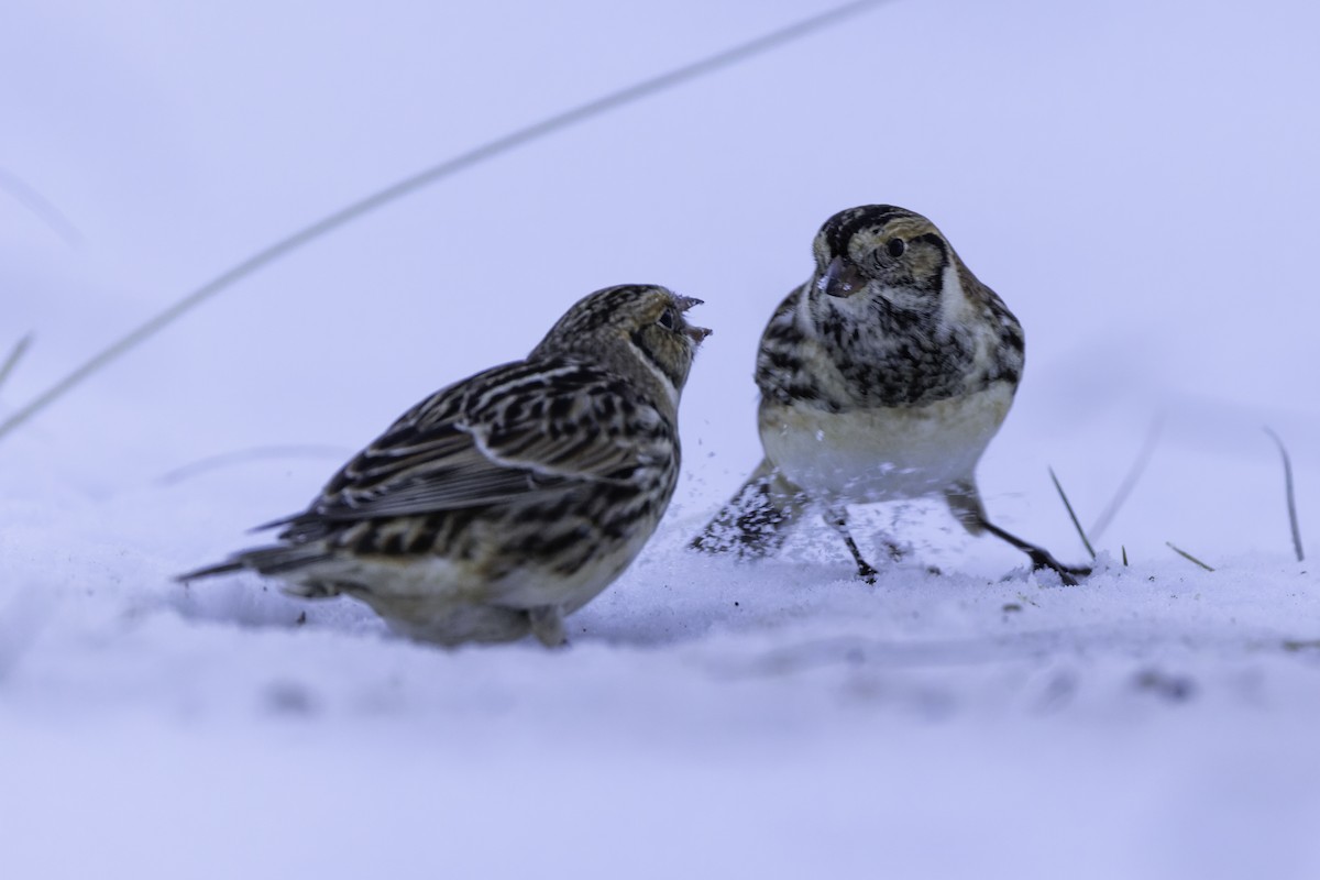 ostružka severní - ML646305901