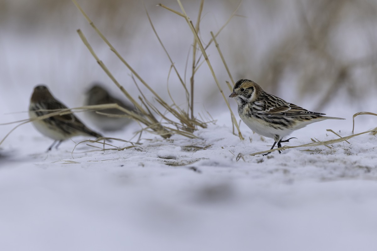 ostružka severní - ML646305902