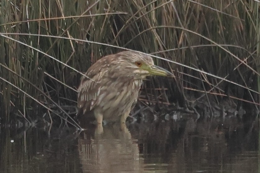 Black-crowned Night Heron - ML646305903