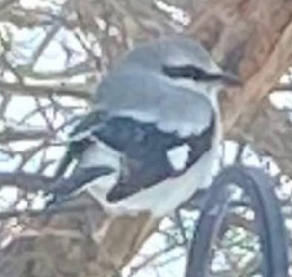 Alcaudón Boreal - ML646305905