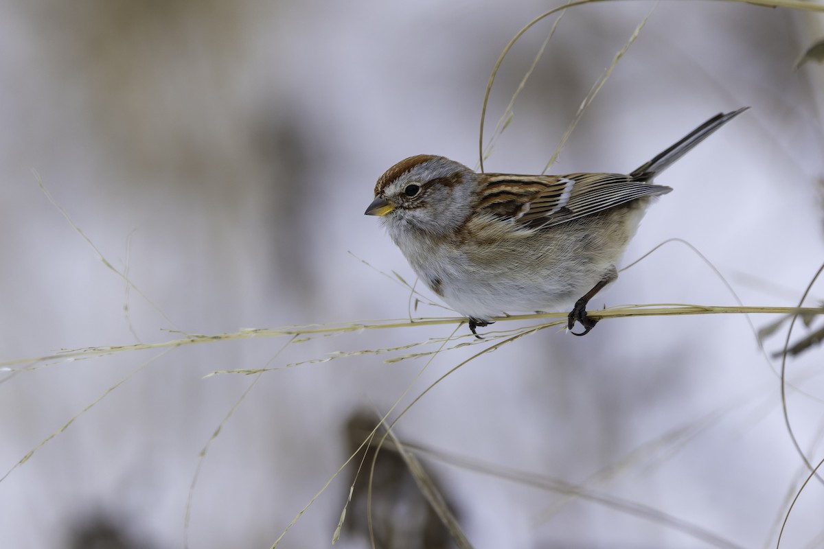 strnádka pokřovní - ML646305906