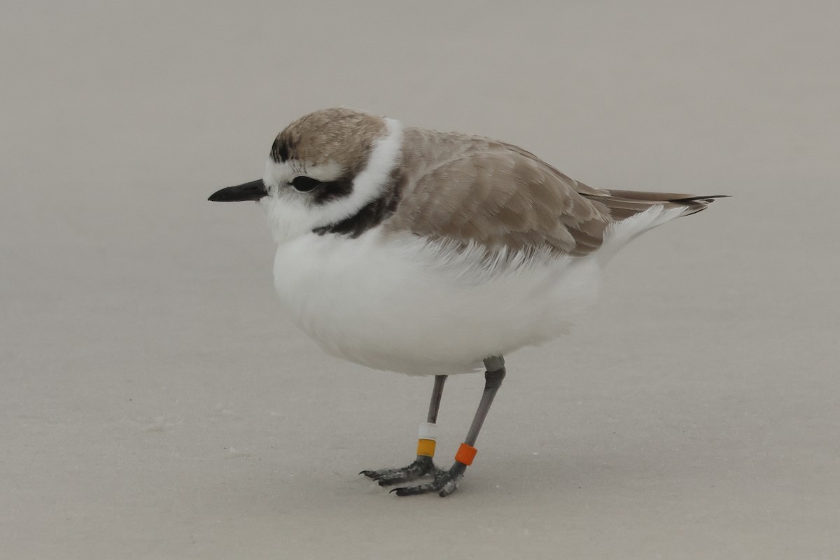 Snowy Plover - ML646305916