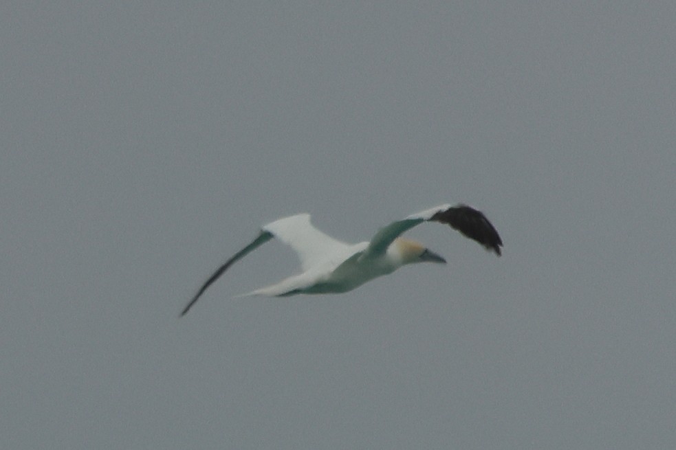 סולה מצויה - ML646305917