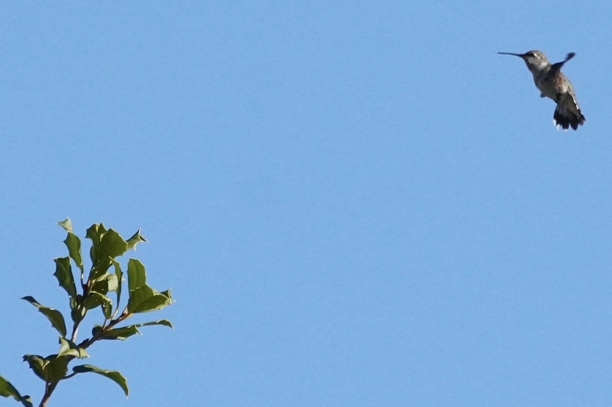 Black-chinned Hummingbird - ML646305919