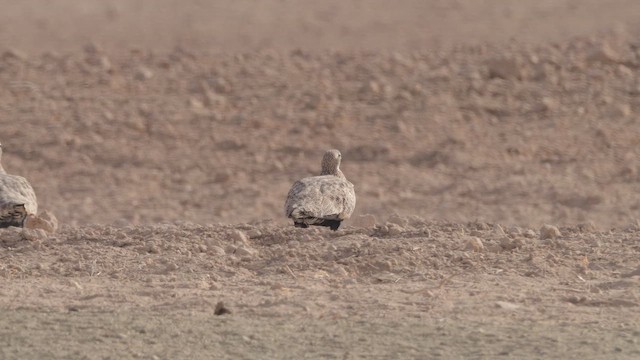 Black-bellied Sandgrouse - ML646305922