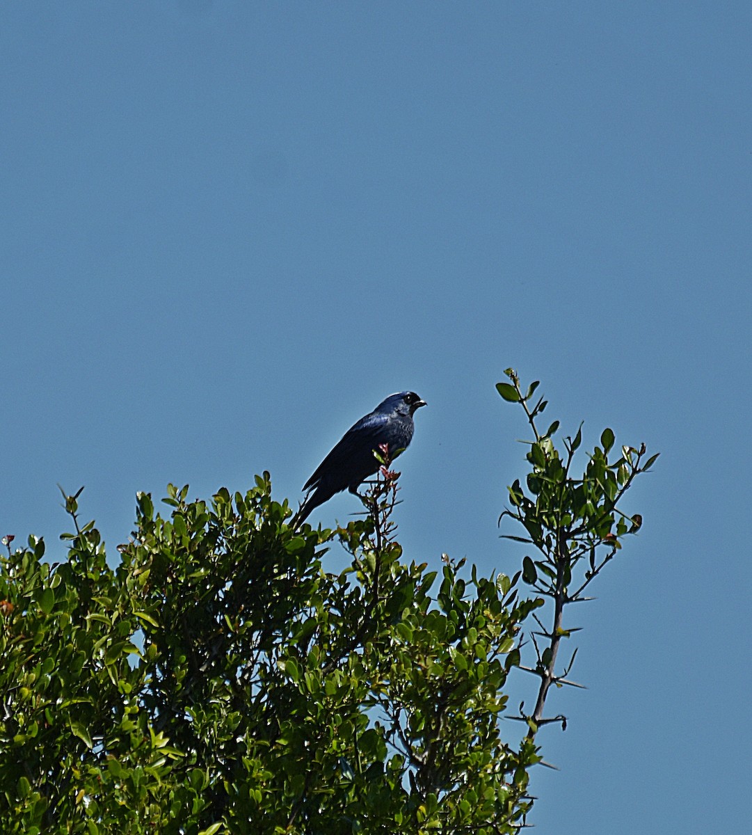 Diademed Tanager - ML646305923