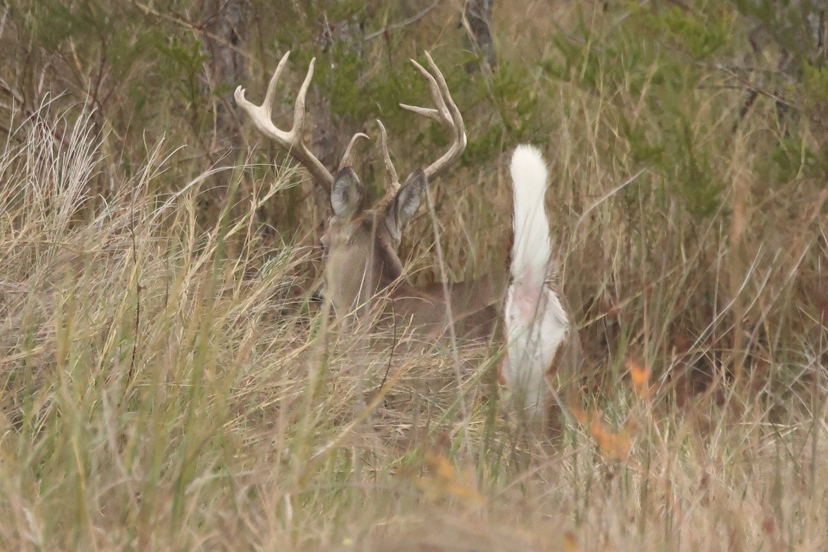 White-tailed Deer - ML646305924