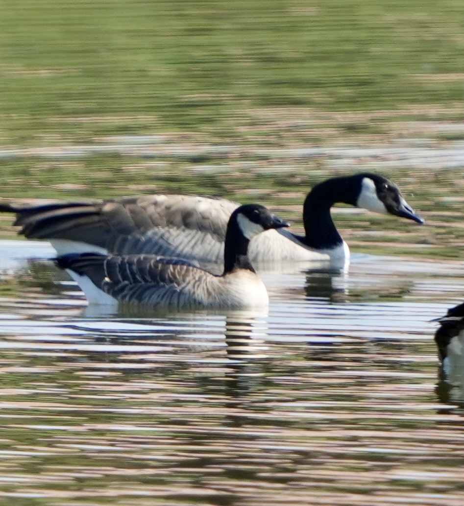 berneška malá - ML646305939
