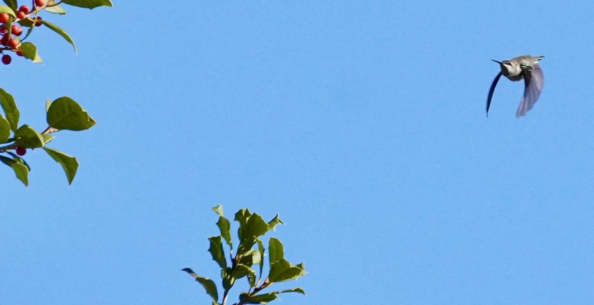 Black-chinned Hummingbird - ML646305940