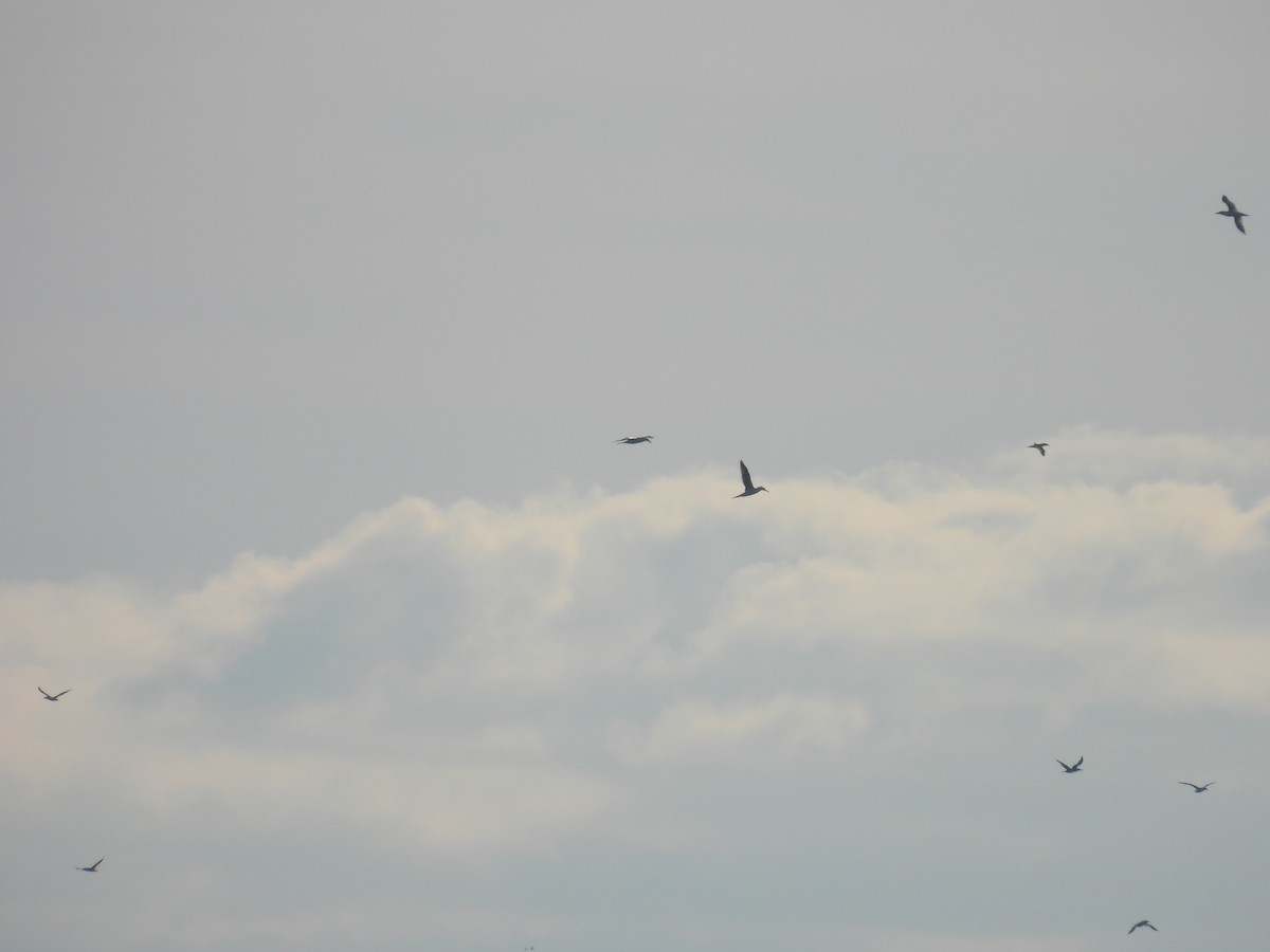 סולה מצויה - ML646305942