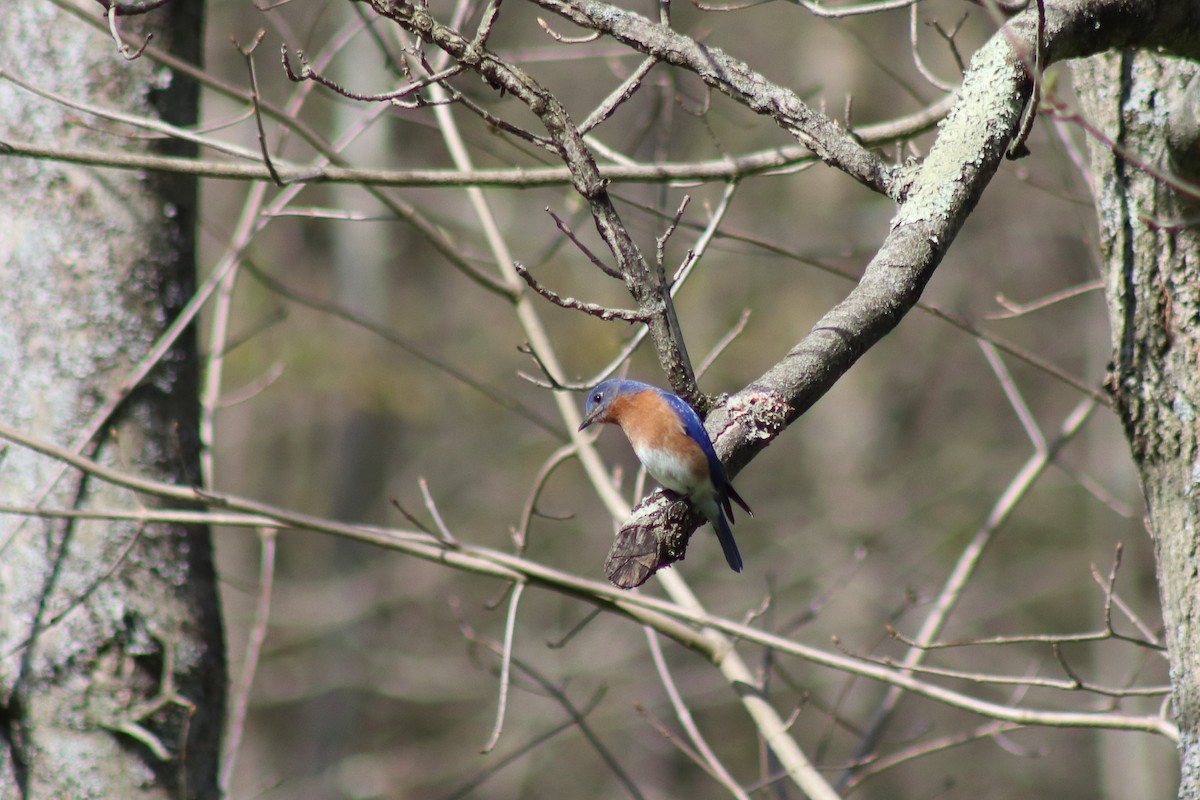 Eastern Bluebird - ML646305944