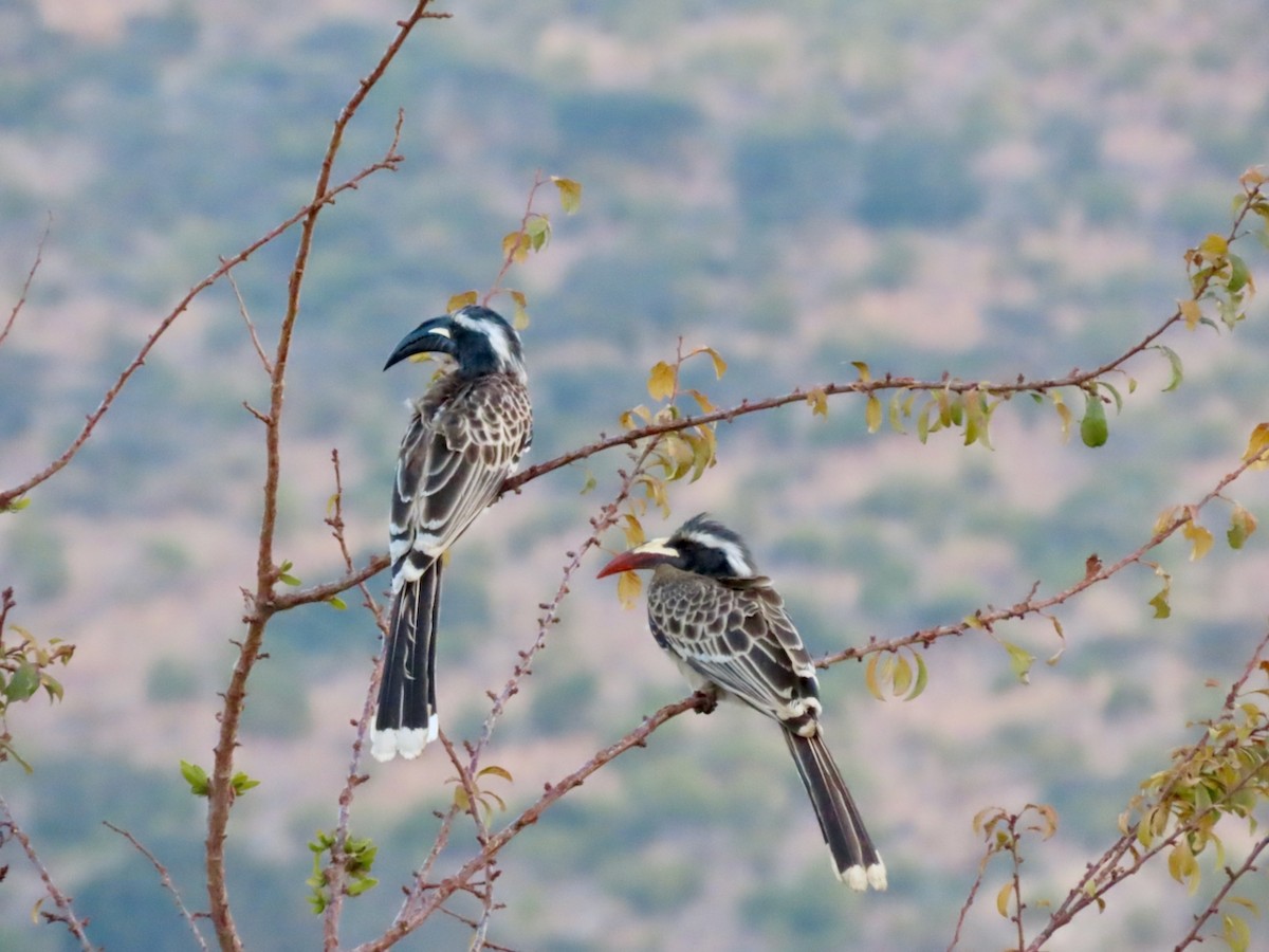 African Gray Hornbill - ML646305947