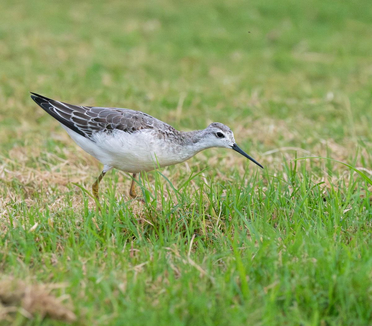 Wilsonwassertreter - ML646305948