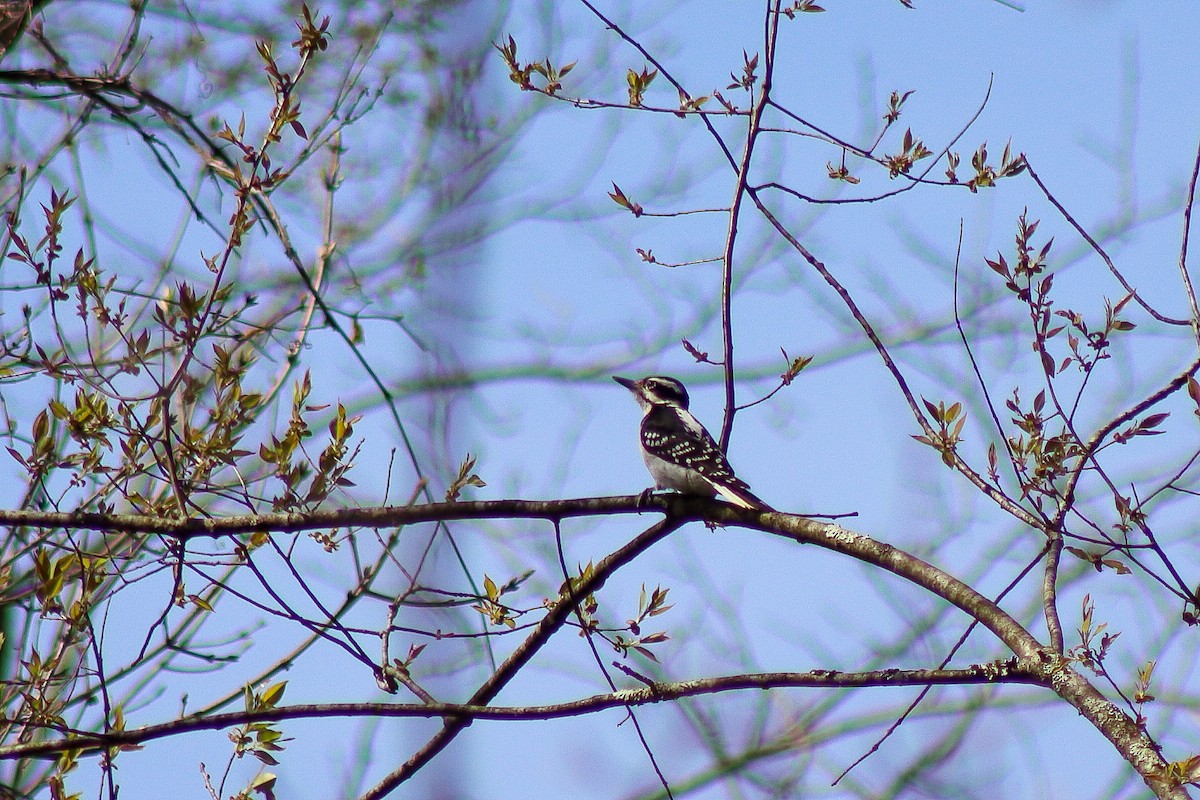 Hairy Woodpecker - ML646305949
