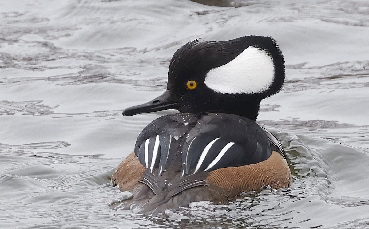 Hooded Merganser - ML646305952