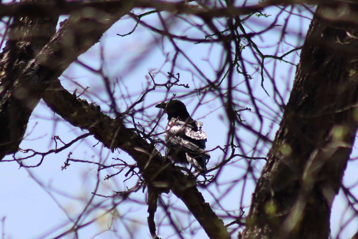 Common Raven - ML646305954