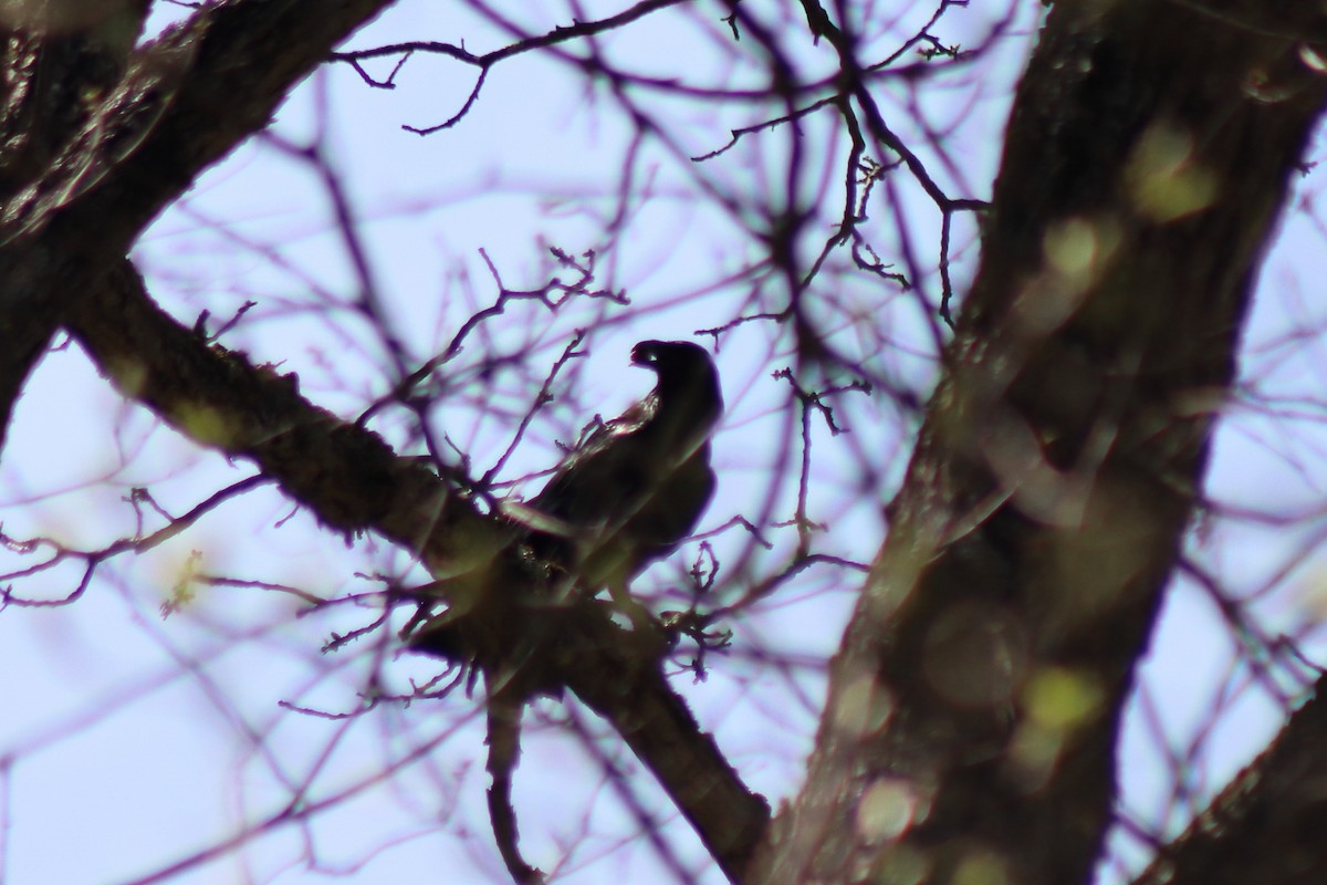 Common Raven - ML646305955