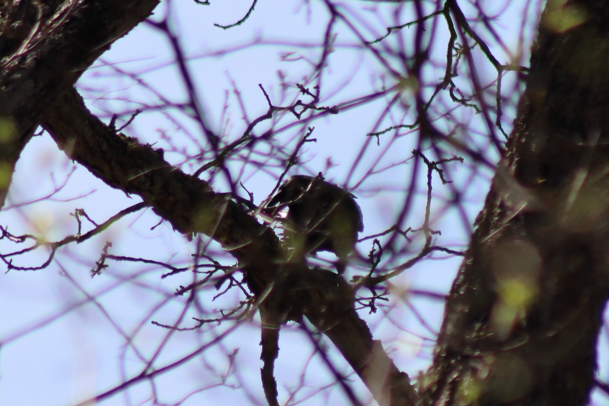 Common Raven - ML646305956