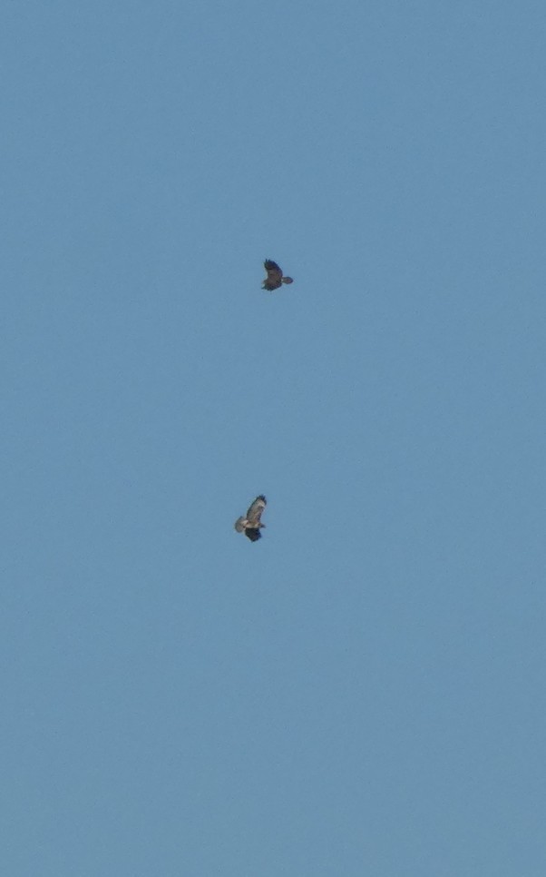 Common Buzzard - ML646305957