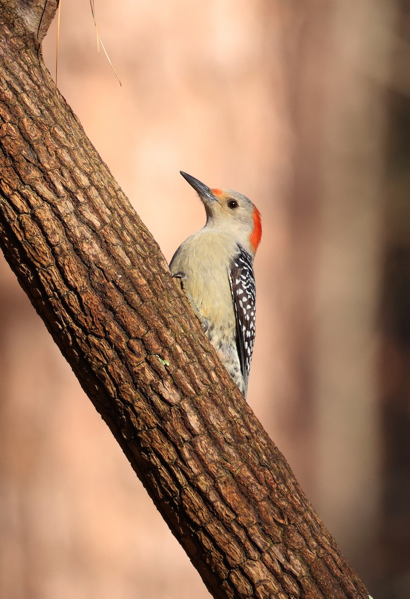 シマセゲラ - ML646305961