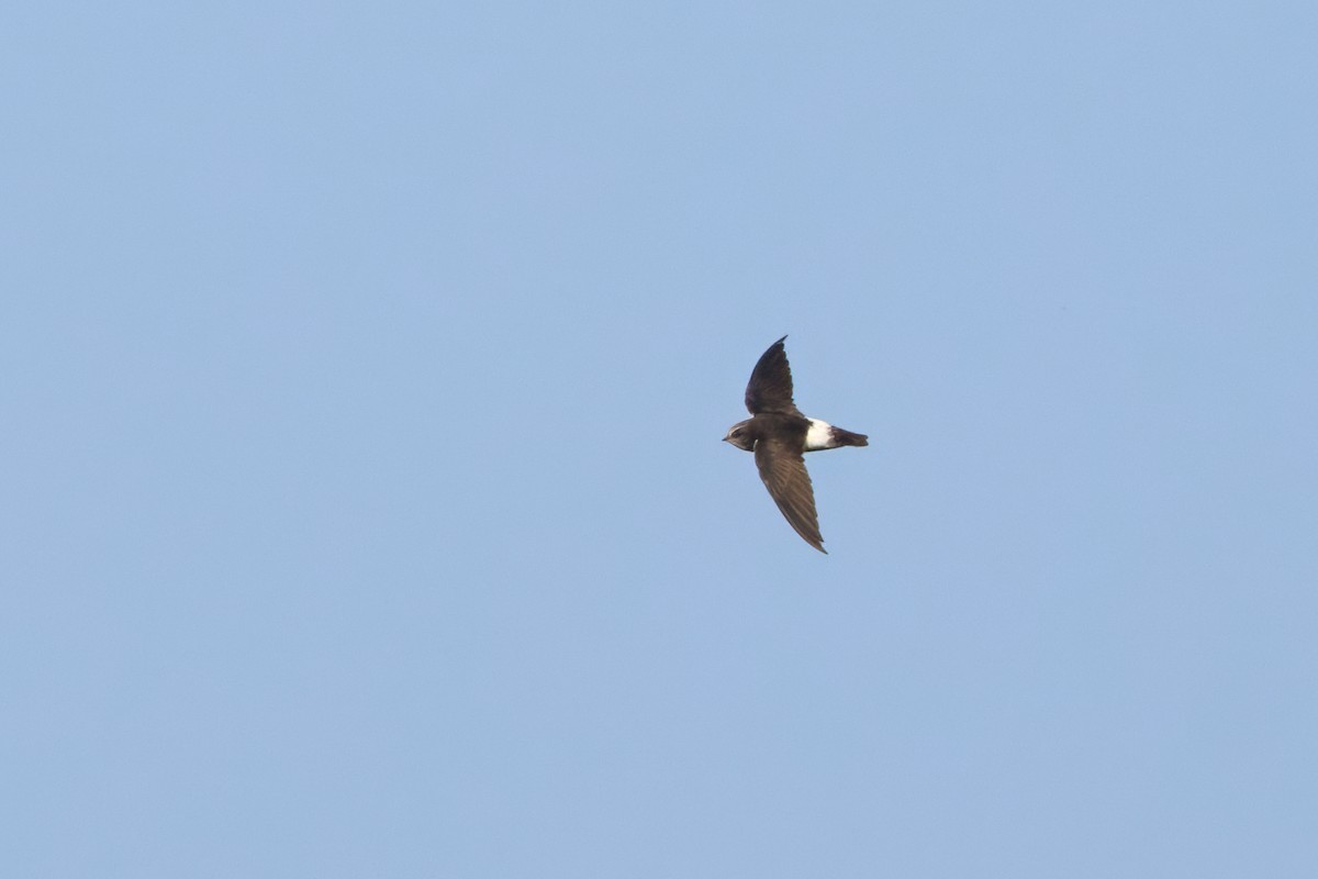 Little Swift - ML646305963