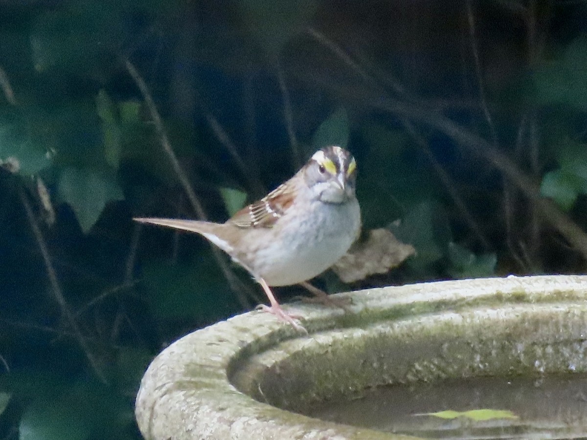 White-throated Sparrow - ML646305964