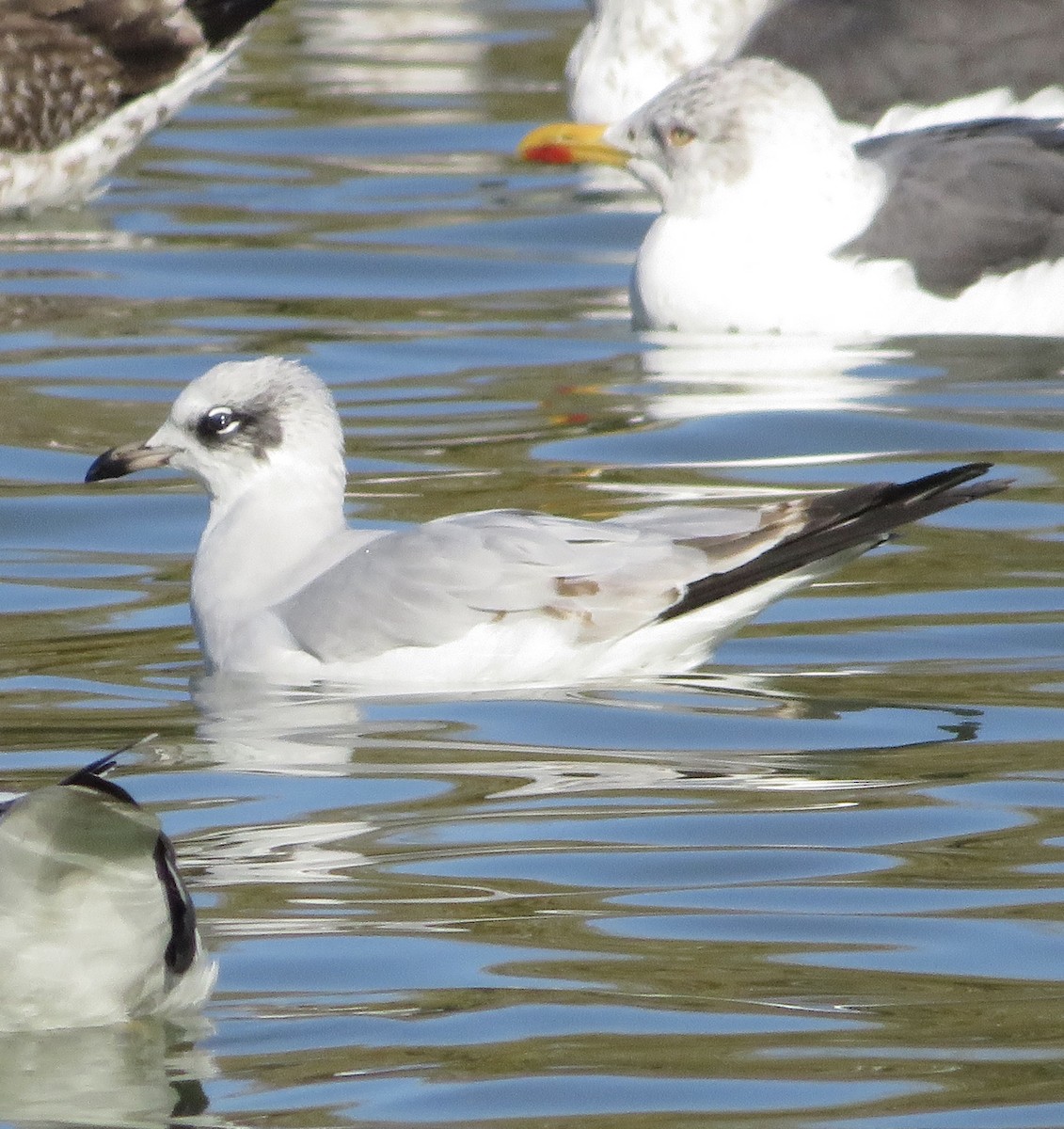 Mediterranean Gull - ML646305965