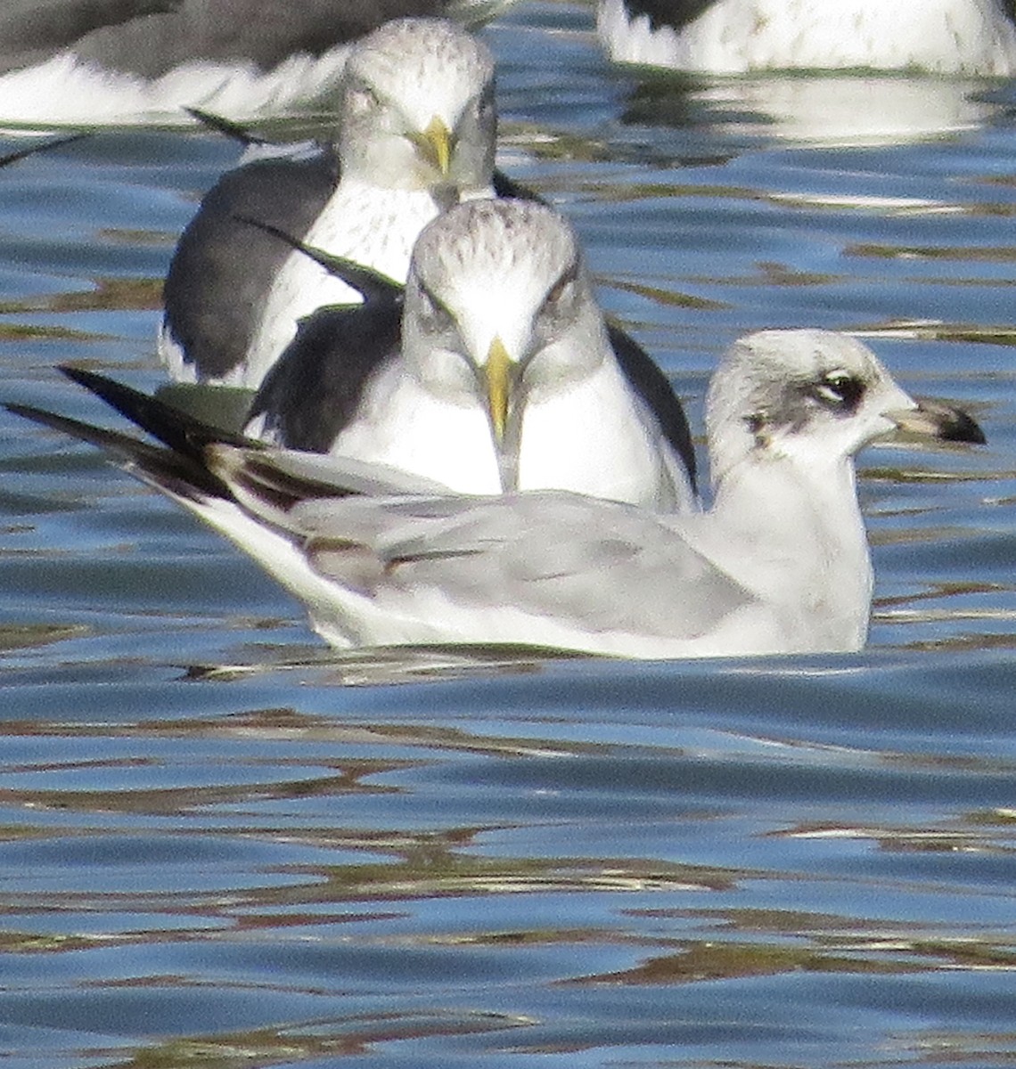 Mediterranean Gull - ML646305966