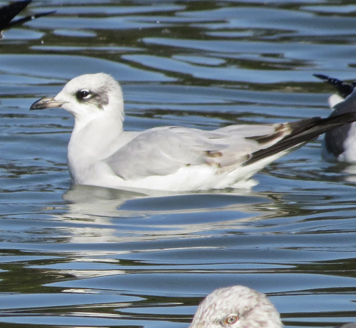 Mediterranean Gull - ML646305967