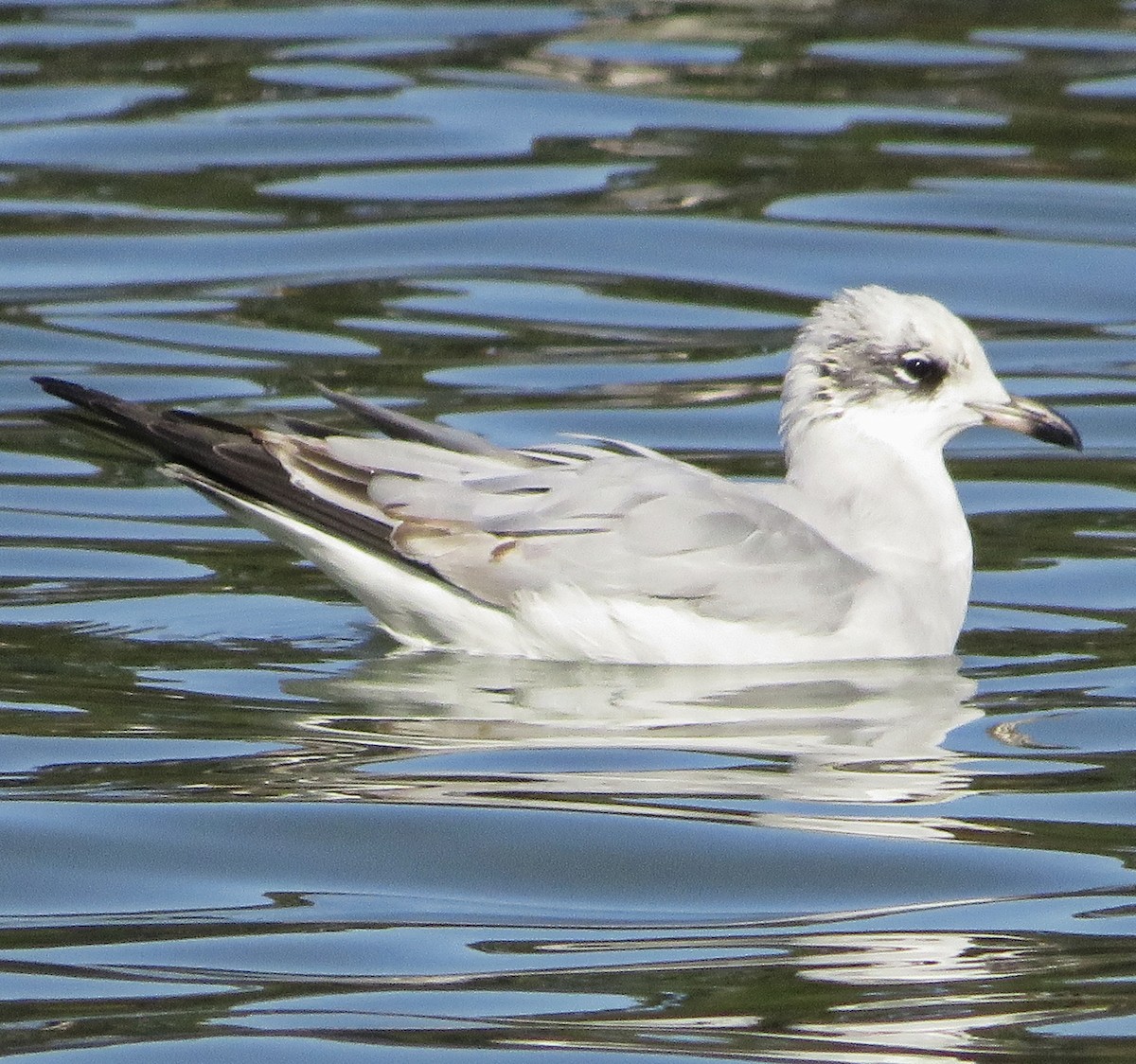 Mediterranean Gull - ML646305968