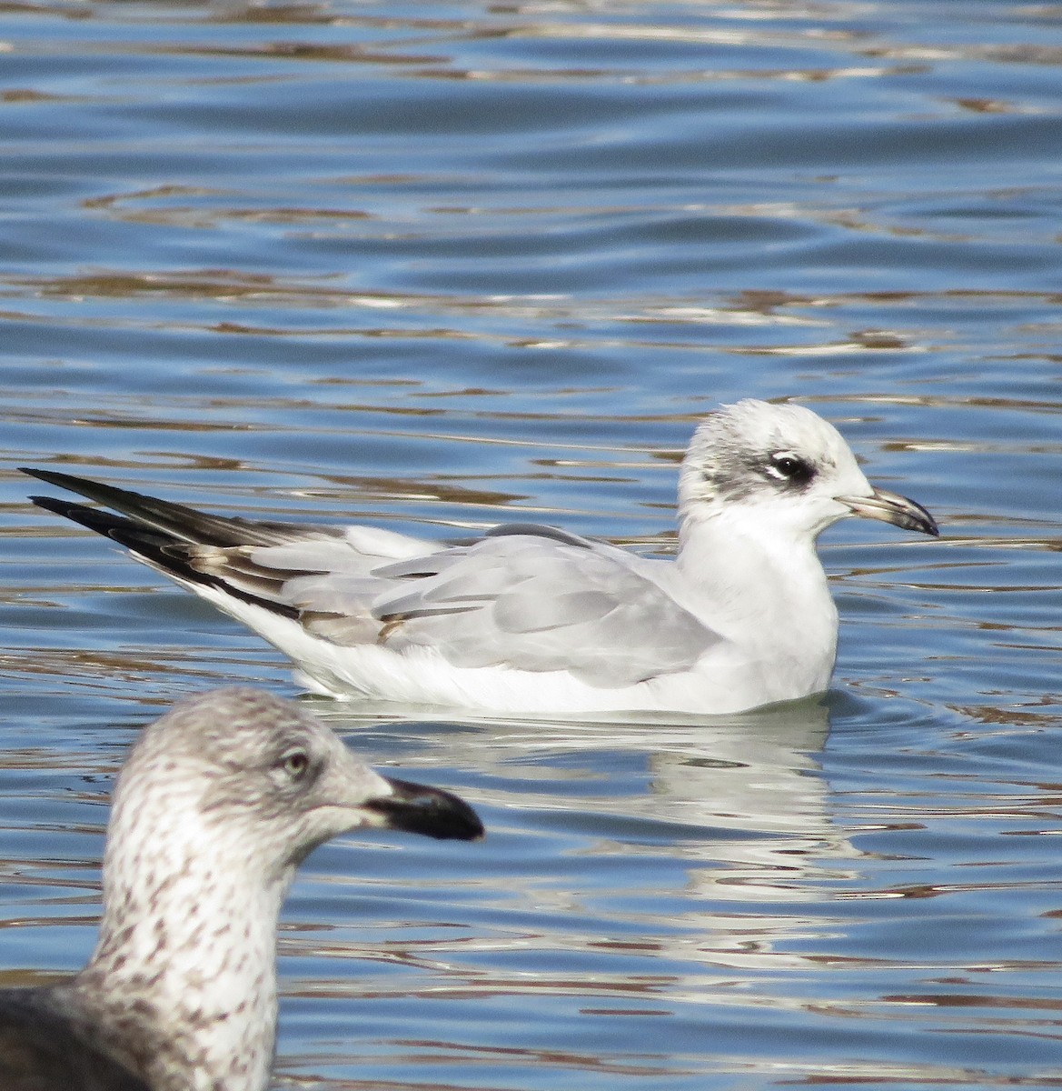 Mediterranean Gull - ML646305969