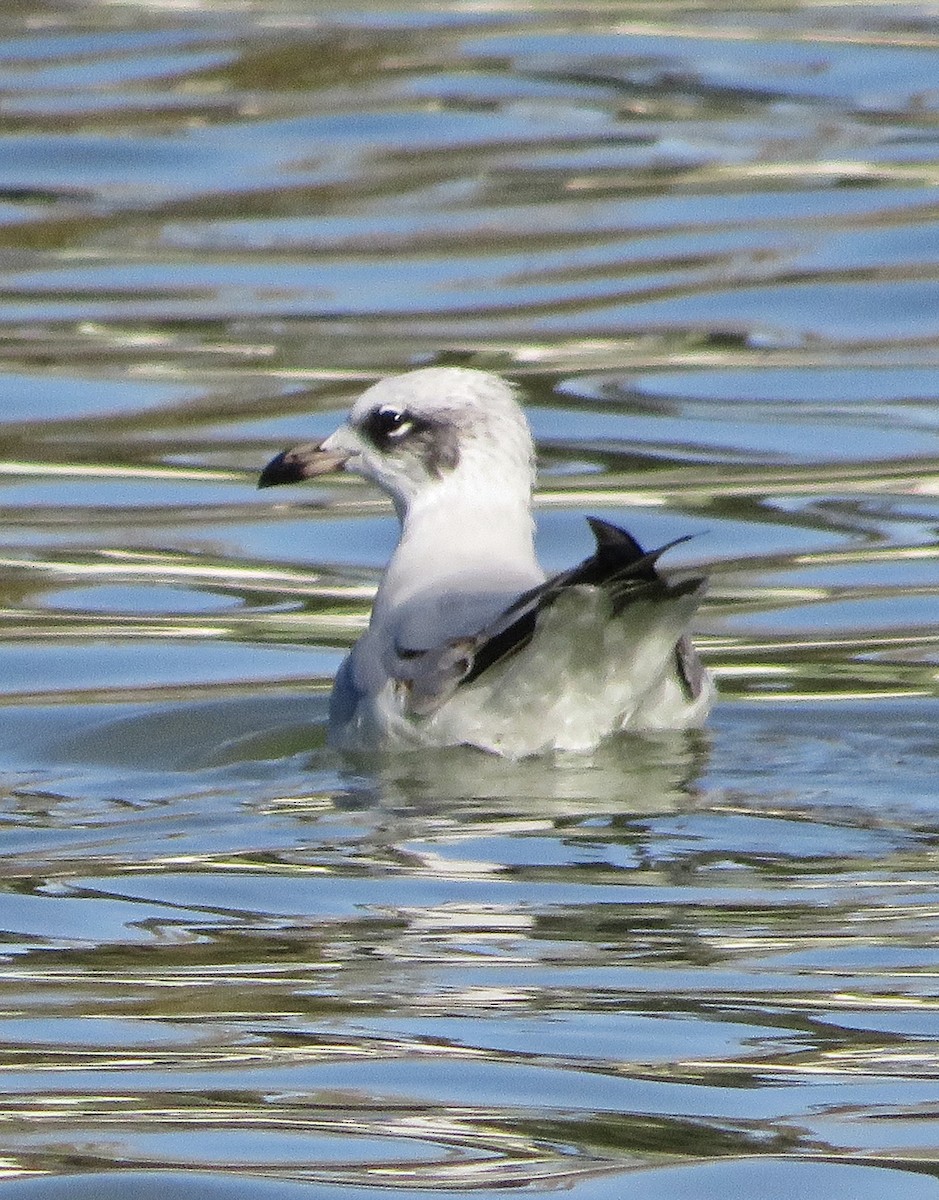 Mediterranean Gull - ML646305971