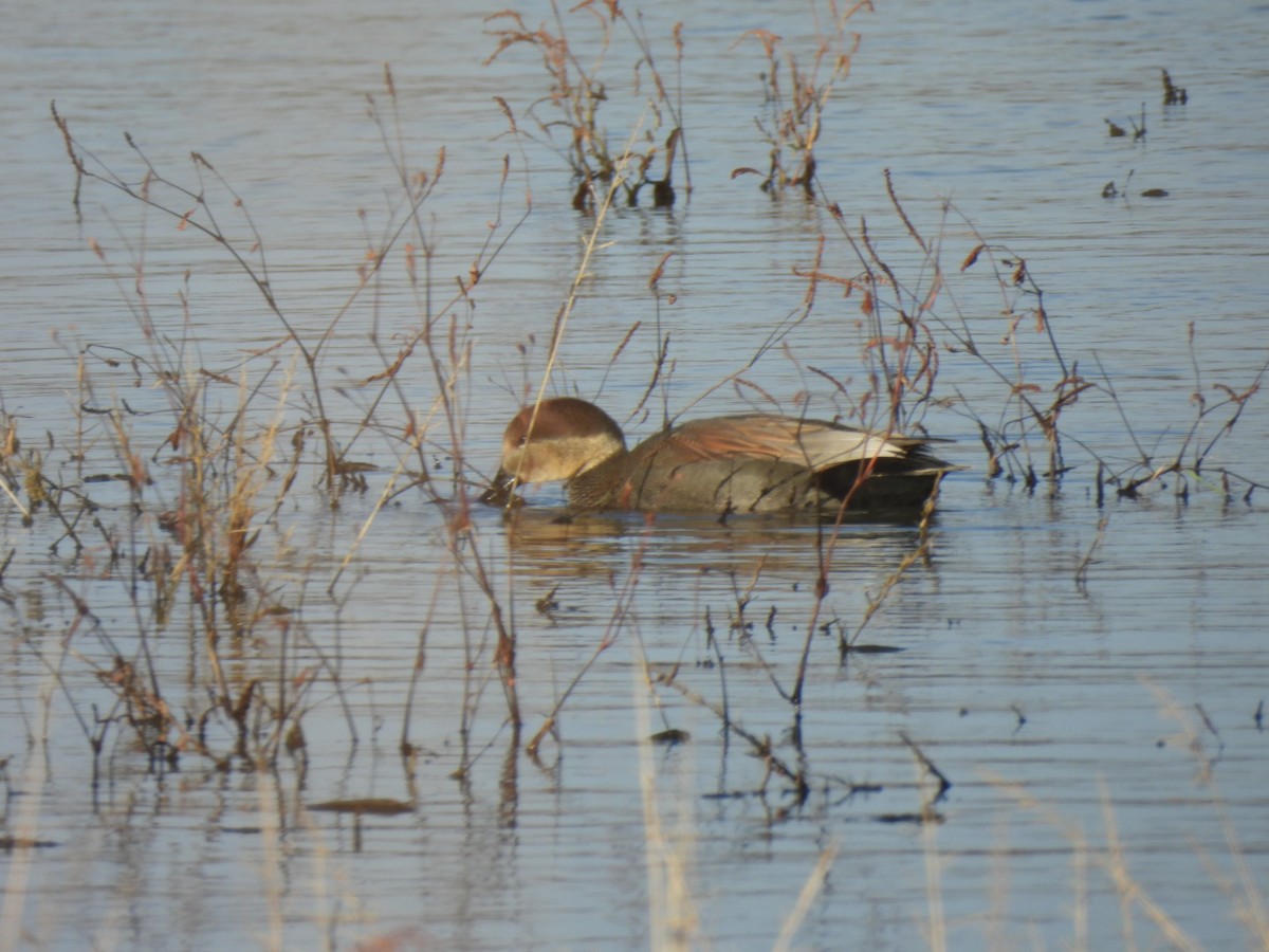 Ipar-ahatea - ML646305973